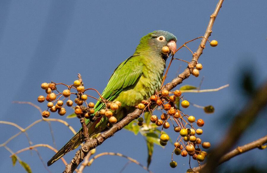 Calancate común comiendo frutos en una rama
